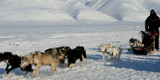 Flerdagsturer med hundeslede på Spitsbergen