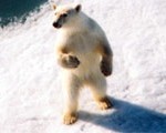 There's chances to spot Polar Bears in Svalbard