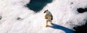 Isbjørn på Svalbard på is