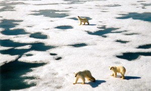 Isbjørner på Svalbard på sjøis.